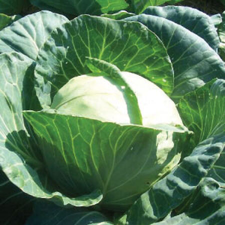 Early Round Dutch, Cabbage Seeds - Packet image number null