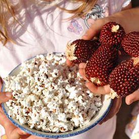 Strawberry Popcorn, Corn Seed