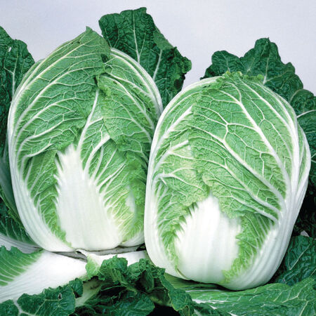 China Express, (F1) Cabbage Seeds - Packet image number null