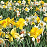 Long Lasting, Daffodil Bulbs thumbnail number null