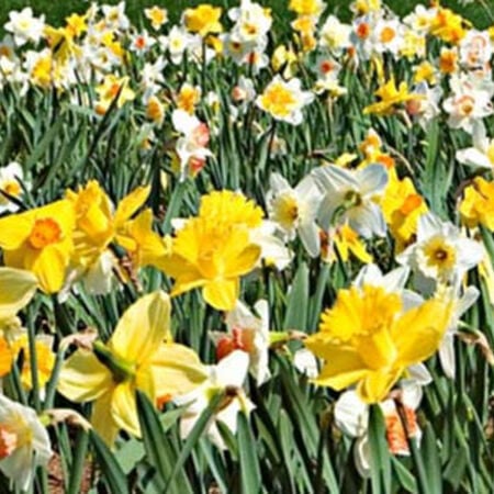 Long Lasting, Daffodil Bulbs image number null