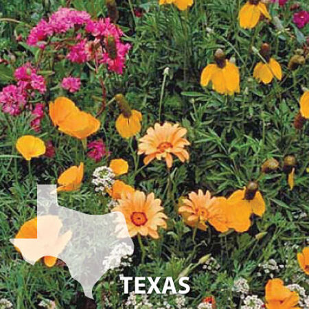 Texas Blend, Wildflower Seed - 5 Pounds image number null