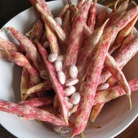 Vermont Cranberry Shell, Bean Seeds