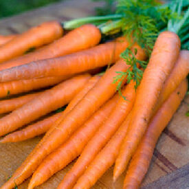 Danver 126, Organic Carrot Seeds