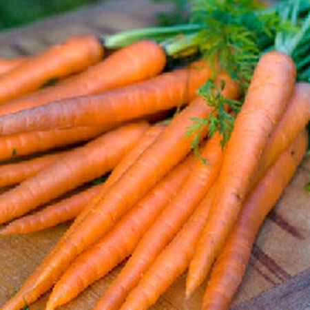 Danver 126, Organic Carrot Seeds - Packet image number null