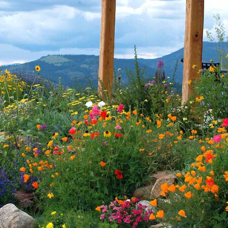 Firewise Blend, Wildflower Seed - 1 Ounce image number null