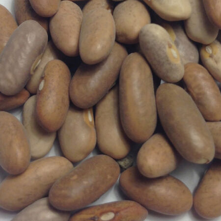 Royal Burgundy, Bean Seeds - 1 Pound image number null