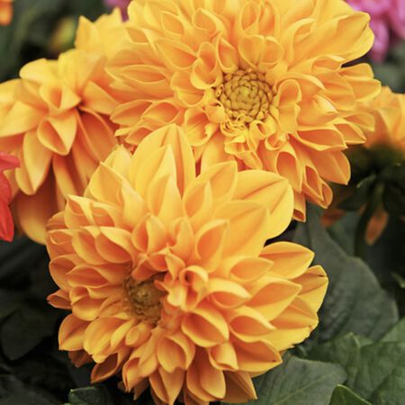 Orange Shades Figaro, Dahlia Seeds | Urban Farmer