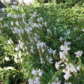 Obedient Plant, Physostegia Seeds