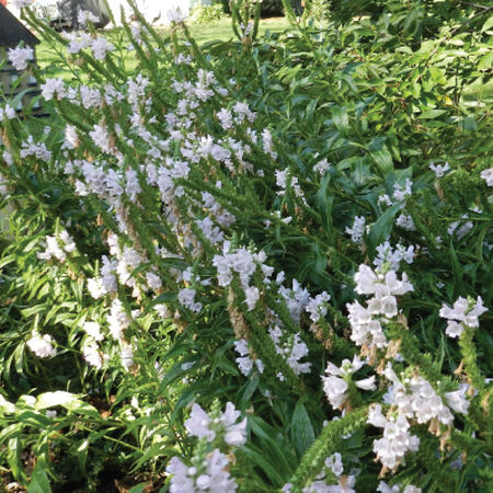 Obedient Plant, Physostegia Seeds - Packet image number null