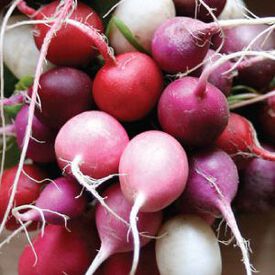 Easter Egg, Radish Seeds