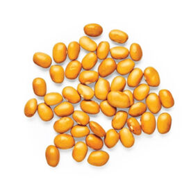 Amarillo, Bean Seeds