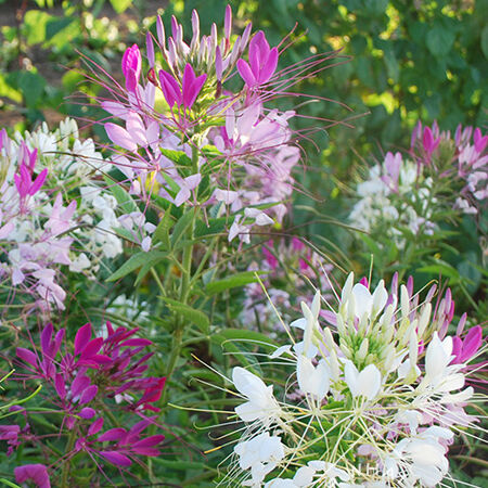 Spider Flower Mix, Cleome Seeds - Packet image number null