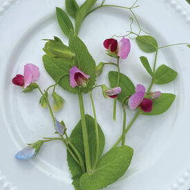 Dwarf Grey Sugar, Pea Seeds