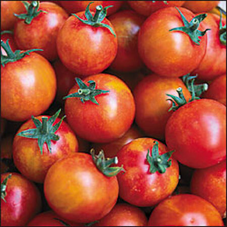 Isis Candy, Tomato Seeds - Packet image number null