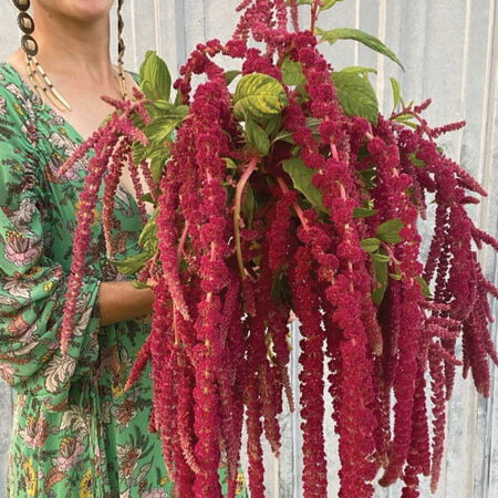 Love Lies Bleeding, Amaranthus Seeds - Packet image number null