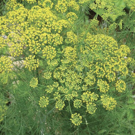 Mammoth Long Island, Dill Seed