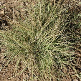 Buffalo, Grass Seed