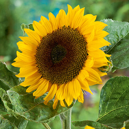 Classic Gold F1, Sunflower Seeds - Packet image number null