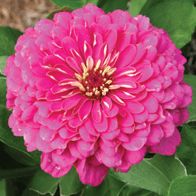 Pink Luminosa, Zinnia Seeds