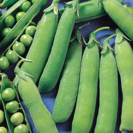 Wando, Pea Seeds