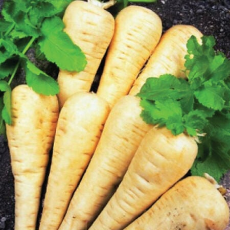 Hollow Crown, Parsnip Seeds - Packet image number null