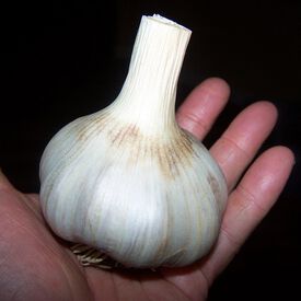 German Giant, Garlic Seed