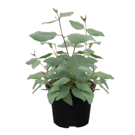 Murray, Eucalyptus Seeds - Packet image number null