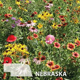 Nebraska Blend, Wildflower Seed