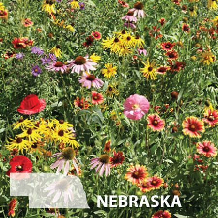 Nebraska Blend, Wildflower Seed - 1 Ounce image number null