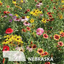 Nebraska Blend, Wildflower Seed - 1 Ounce thumbnail number null