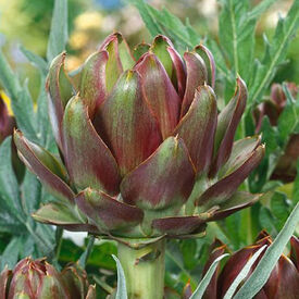 Purple Italian Globe, Artichoke Seeds