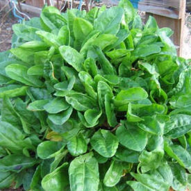 Garden Sorrel Seeds, Greens