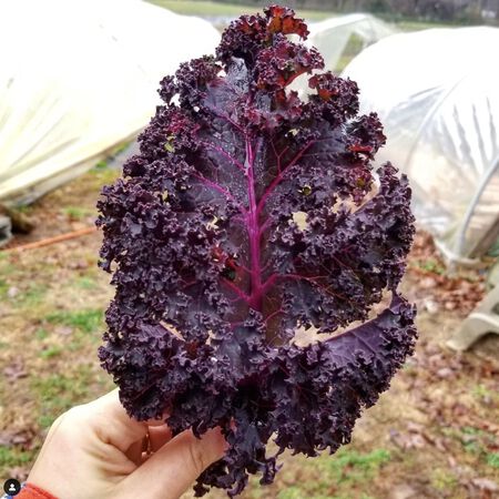 Redbor, Kale - 50 Seeds image number null