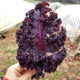 Redbor, (F1) Kale Seed