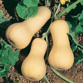 Chieftain PMT, (F1) Squash Seeds