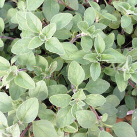 Greek, Oregano Seed