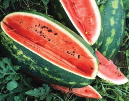 1 Lb Congo Watermelon Seeds Everwilde Farms Mylar Seed Packet 