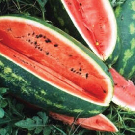 Congo, Watermelon Seeds