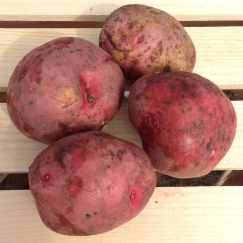 Red Pontiac Seed PotatoesFor Planting Growing New Potato Tuber Seed for 2021 