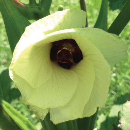 Cow Horn, Okra Seed - Packet image number null