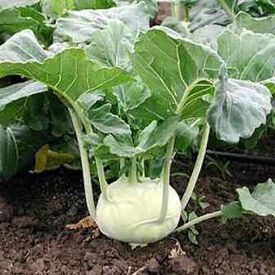 White Vienna, Kohlrabi Seeds