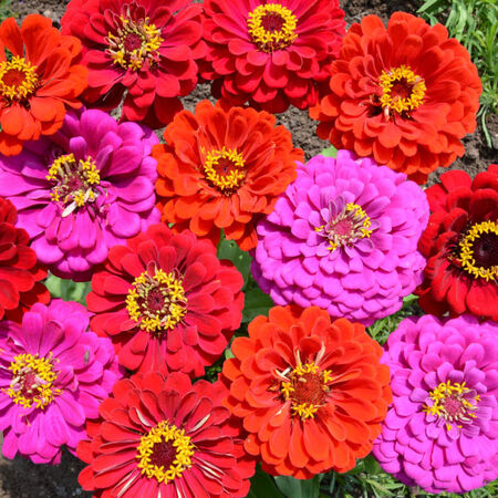 Merlot Mix, Zinnia Seeds - 1 Pound image number null