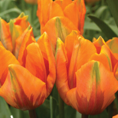 Orange Emperor, Container Flowers image number null