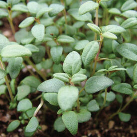 French, Thyme Seed