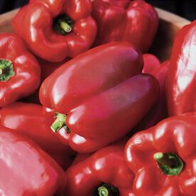 Wisconsin Lakes, Pepper Seeds