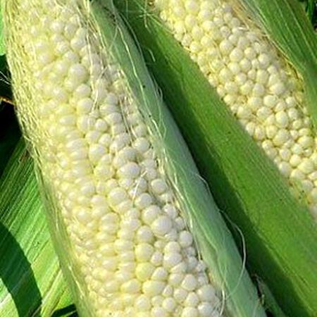Country Gentleman Corn Seed Urban Farmer Small packet has about 271 seeds. country gentleman corn seed corn