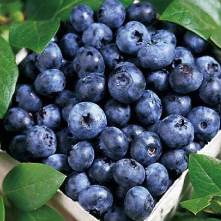 Blueray, Blueberry Plant image number null