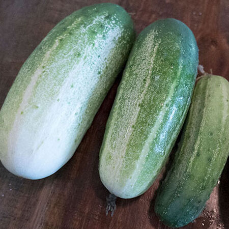 Arkansas Little Leaf, Cucumber Seeds - Packet image number null