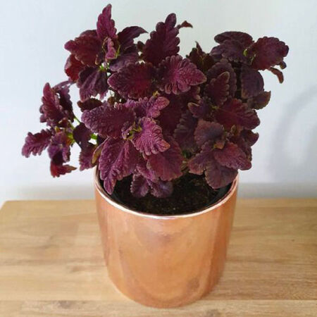 Black Dragon, Coleus Seeds - Packet image number null